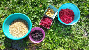 various fruits