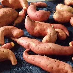 sweet potatoes