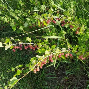 gooseberry