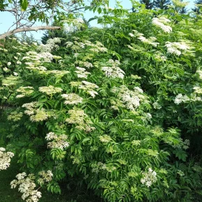 elderberry blossoms