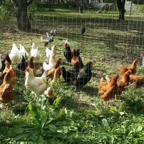 chickens