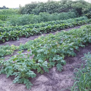 garden