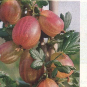 gooseberry