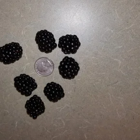 blackberries