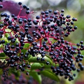 elderberry