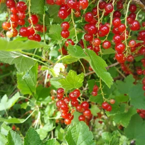 red currents