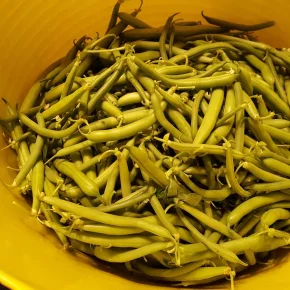 beans