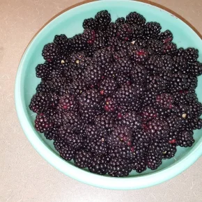 black raspberries