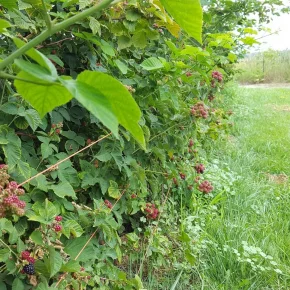 grapes